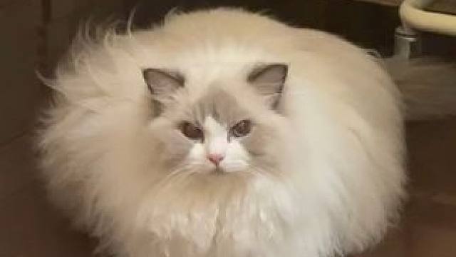 都壮成一座山了还跟小瘦狗争宠