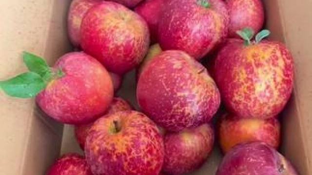 正宗冰糖心丑苹果，包脆包甜，新鲜上市，应季水果，颗颗精选，脆甜多汁，口感纯正。皮薄肉厚，香甜可口，营