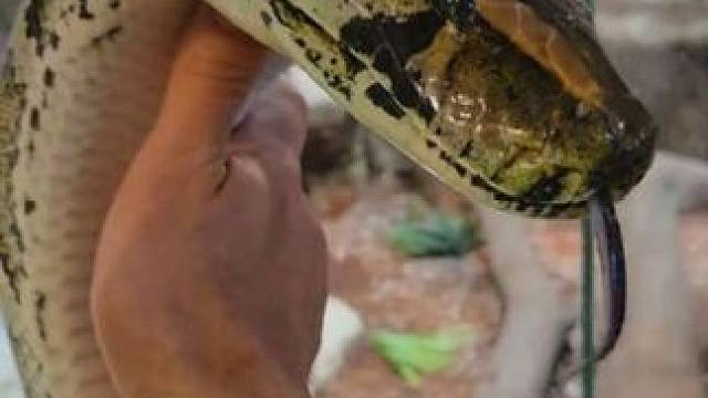 塑料玩具而已不必大惊小怪