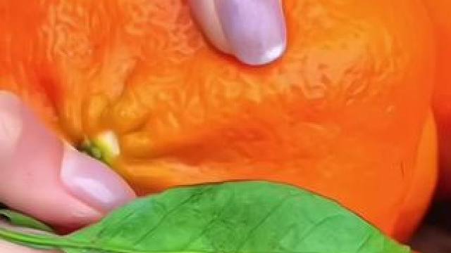 冬天的第一颗耙耙柑终于炫到嘴里！果肉简直是水果界“鱼子酱”，颗颗饱满得能看见光，一咬直接爆汁，甜到心