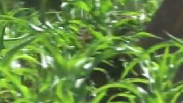 看完整版 大结局太精彩了 《西瓜视频》，观看精彩后续《西瓜视频》，观看精彩后续《西瓜