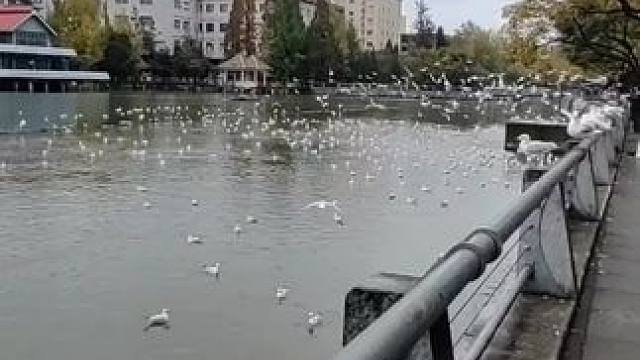 家门口的小精灵们…