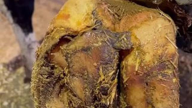 今天的两只牛蹄各有千秋，爆浆和刮片都是数一数二级别