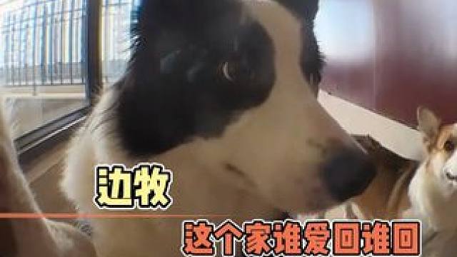 给我们边牧逼得就差不会说话了