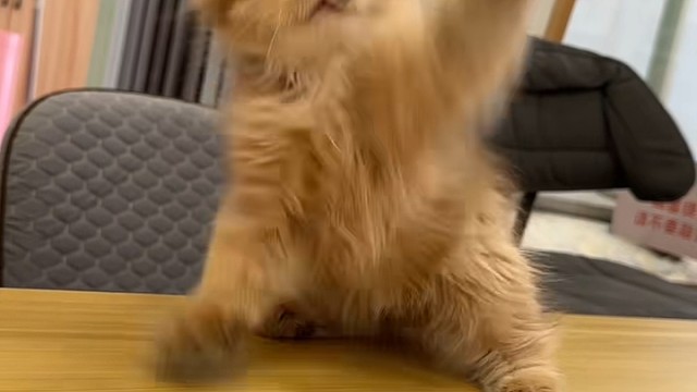 猫咖里最犟的小猫