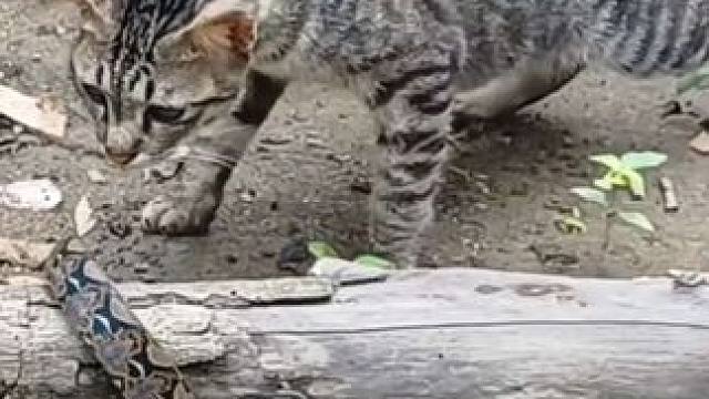 勇敢猫咪大战小蟒