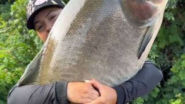 美女钓到了一条大盖巨脂鲤