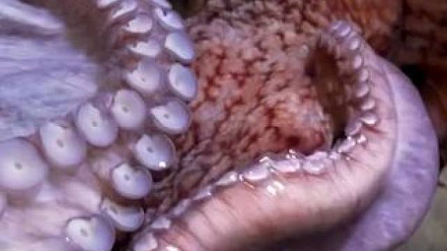 太平洋大章鱼吃大虾