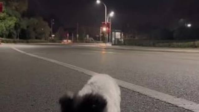 我叫旺财，旺财的旺，旺财的财