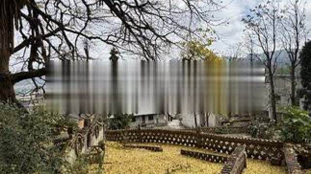 贵阳周边小众古银杏树游玩攻略