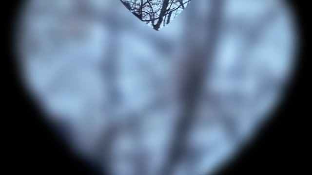 可爱的小松鼠。