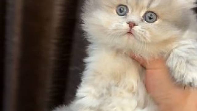 好猫都准备好了 想捡漏来