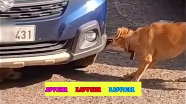 它只知道抓老鼠！不会考虑修车，也不懂！[赞]