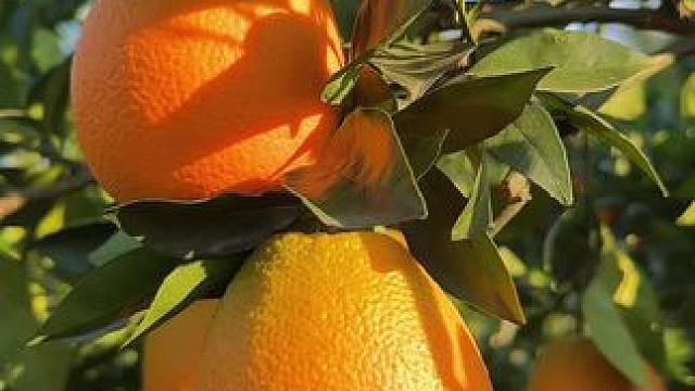 幸福其实很简单 橙心满满