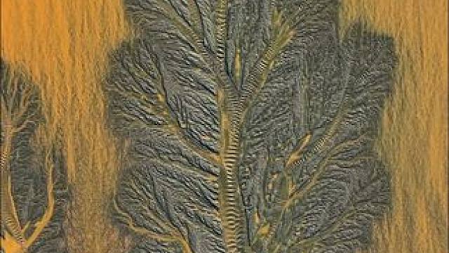 32秒，从看清每一道水流，到读懂整片滩涂的密码。 俯身细察，是海水在沙滩上画的素描 凌空俯瞰，竟是