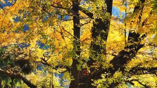 苍溪望天观古银杏已经层林尽染，进入最佳观赏期。