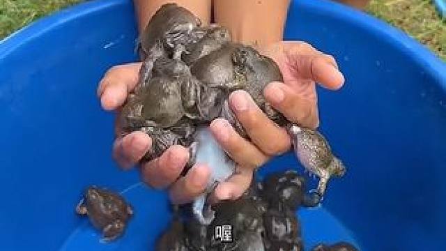 给蛋蛋蛙洗个澡