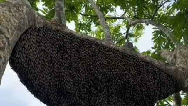 国外老哥爬上大树采集野生蜂蜜