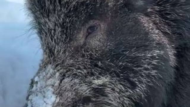 这头大野猪估计战斗力爆表