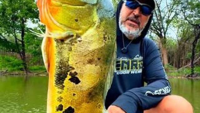 老哥钓到了一条漂亮的孔雀鲈