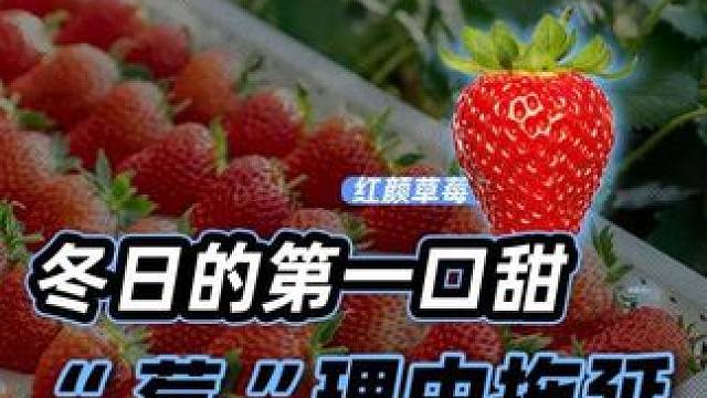 打工有点累，吃颗草莓来抚慰