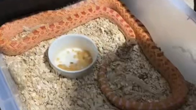 大亚成白化het暴无纹牛蛇种公。