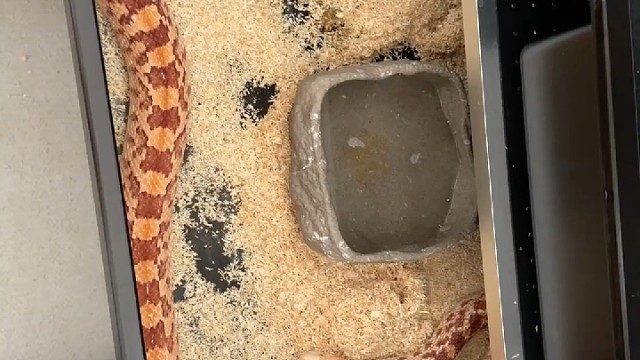 成体备用外单金斯维尔火焰种公。