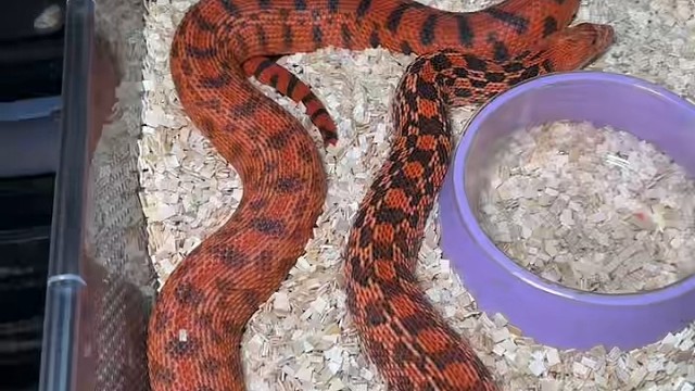 朋友爬房顶级的幽灵红蜜纹种母牛。