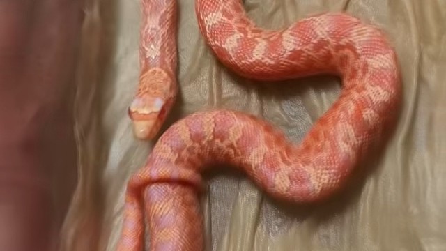 收藏幽灵血虎白化牛。