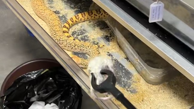 成体火焰牛蛇。