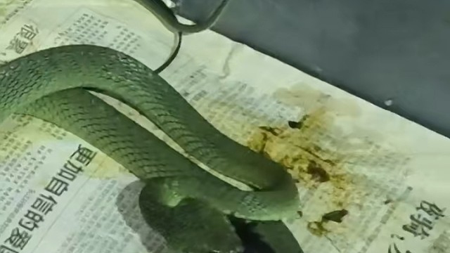 成体东非小曼巴，每次都这样吃食前假咬几次才吃东西。