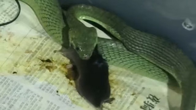 成体东非小曼巴，每次都这样吃食前假咬几次才吃东西。