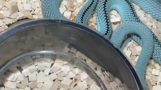 一对成体提夫尼蓝巴伦种蛇。