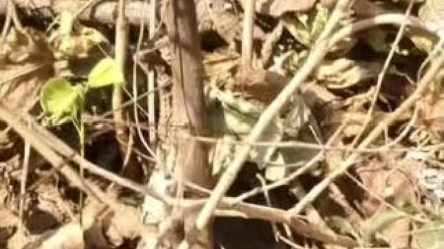 孙悟空提不动金箍棒，他学艺归来后天天吃老山药，终于有一天…… #