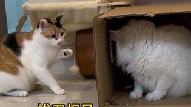 怎么会有如此不擅长打架的两只猫啊