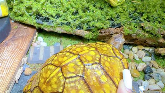 黄系东箱龟