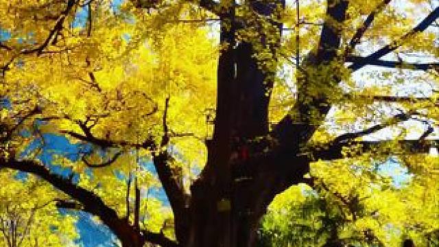 片片落叶为谁伤，岁月无情尽沧桑。