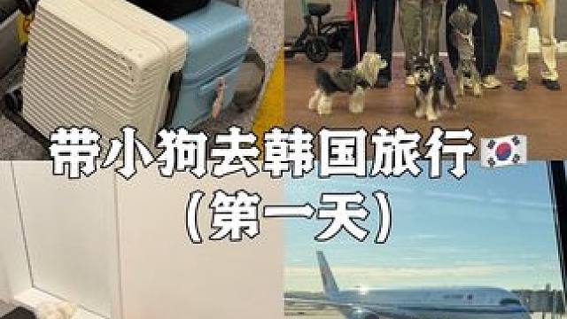 Vlog.325带小狗去韩国旅行第一天 带狗出发飞韩国啦 只带一只狗原因： 1.我没找到好朋友和我