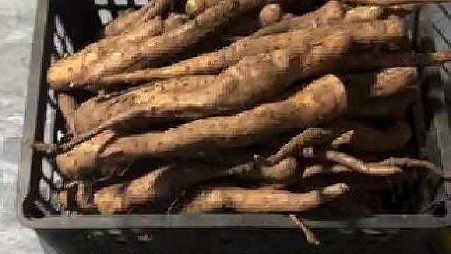 淄博的客户带走了这些小点的野生山药，还有400斤大货等你来挑