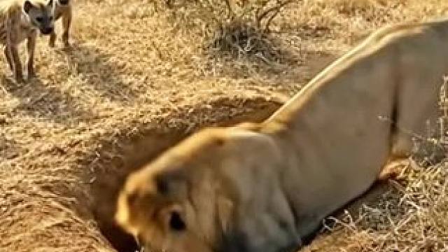 雄狮掏蟒蛇，简直难以置信