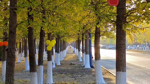 盐城湘江路银杏长廊，温暖治愈的金色世界，每一帧都是人间值得