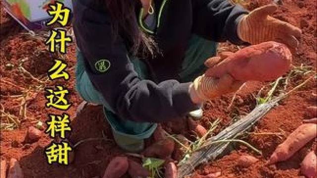 高原蜜薯为什么这样甜