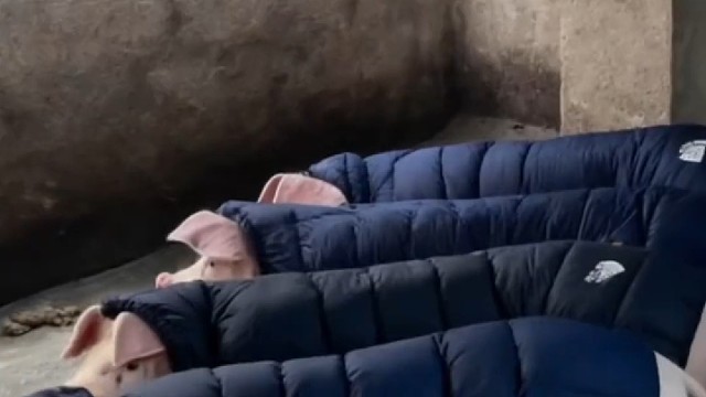 猪都穿羽绒服啦[捂脸]