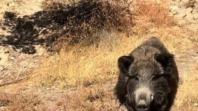 带宠物大野猪上山玩
