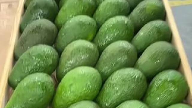 正宗哈斯牛油果，冰淇淋口感，软糯丝滑巨好吃！小孕妇和自律期姐妹吃超棒！关键还便宜！