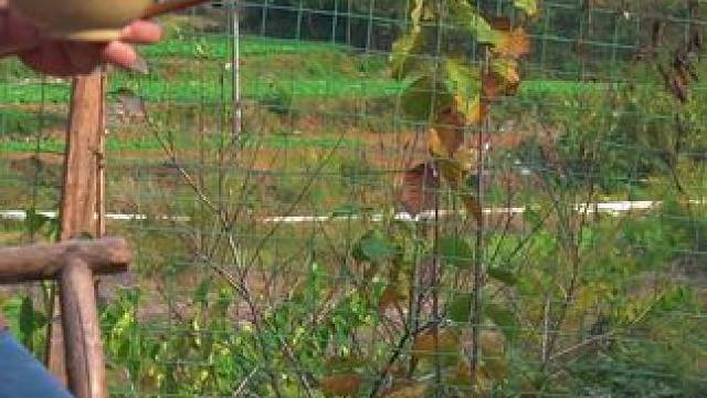 哥俩对幸福生活