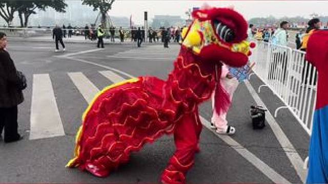 小红帽为马拉松助威的狮子都累趴下啦