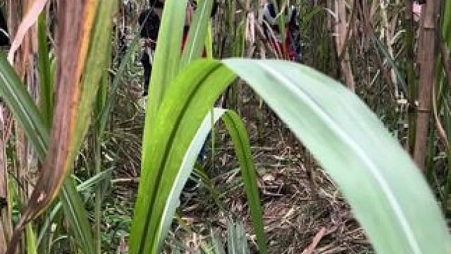 奥特曼居然是共犯