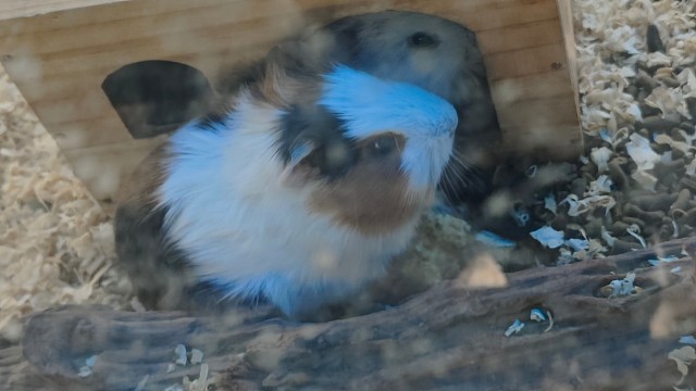 来到昆虫世界都是些鼠辈