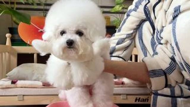 小狗狗生理期也需要照顾